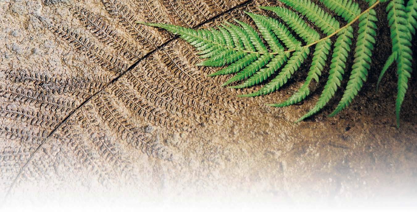 Fern imprint in concrete.