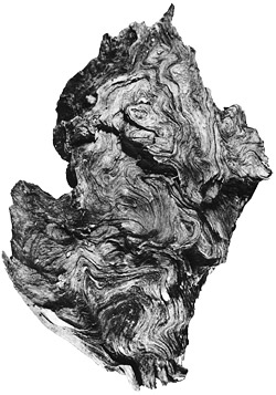 Photo courtesy of Abstraction in Art and Nature, by Nathan Cabot Hale, Dover Publications Inc., 1993