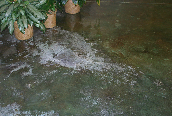 Efflorescence on a stained, sealed concrete floor - White efflorescence caused by high water movement pushes salts out of a residential stained and sealed concrete floor slab. Photo courtesy of Chris Sullivan