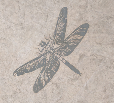 The gelled-acid Flattoo process from Surface Gel Tek was used for much of the walkways fossil artwork and geologic timeline elements.