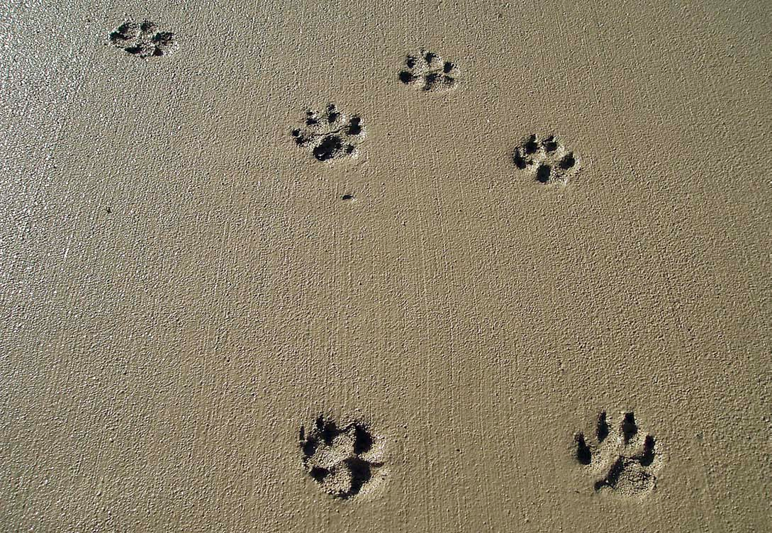six paw prints in we concrete slab Photo courtesy of Rick Smith