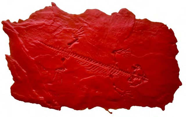 Procolophon (pro·co·lo·phon) was a genus of lizard-like reptile, a herbivore with peg like teeth, it is quite possibly an early ancestor to all turtles and tortoises.