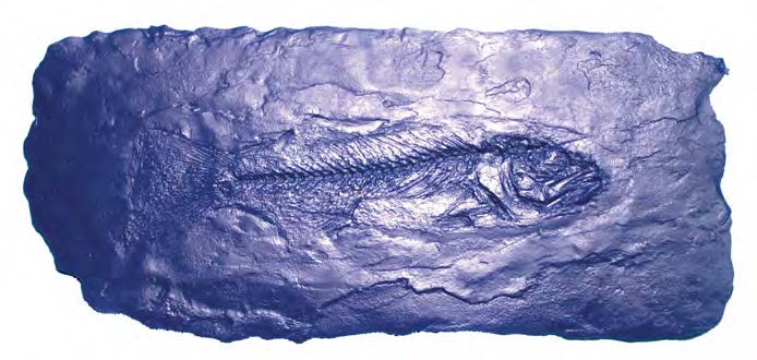 This particular species of fish is Priscacara Liops ( pris·ca·cara li·ops ) and is quite abundant in the shale for-mation.