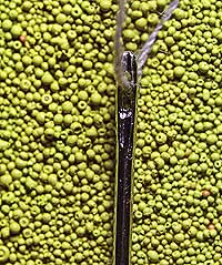 A close up of pigment granules show just how small they are in comparison to the eye of a needle.